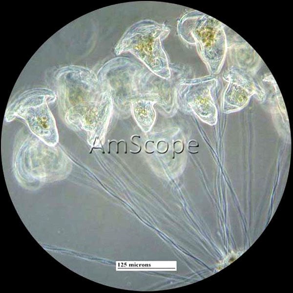 amscope-in400t-trinokular-mikroskop-600x-invertiert image 7