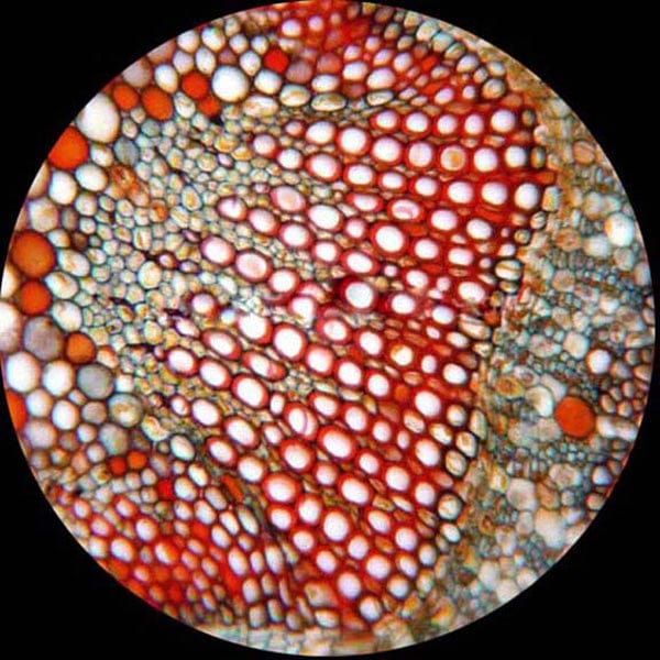 amscope-t520b-durchlichtmikroskop-2000x-trinokular-kreuztisch image 8