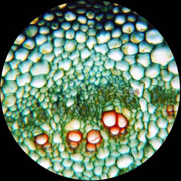 amscope-m200a-led-sch-lermikroskop-monokular-640x-akku-led image 8