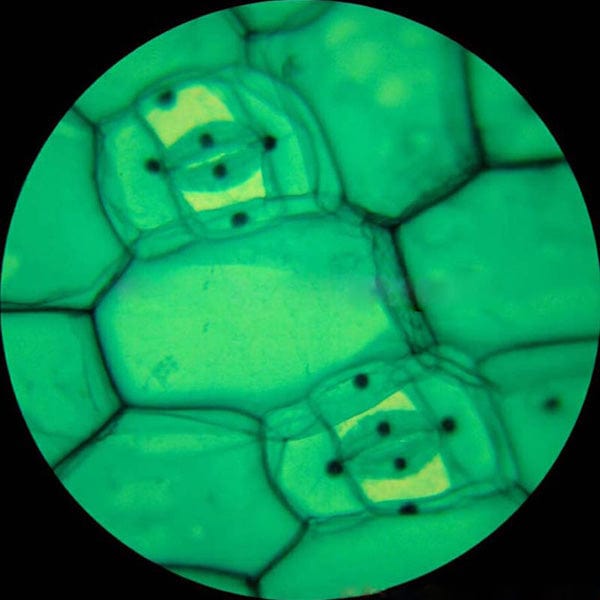 amscope-t490a-trinokular-durchlichtmikroskop-1600x-1-3mp image 6