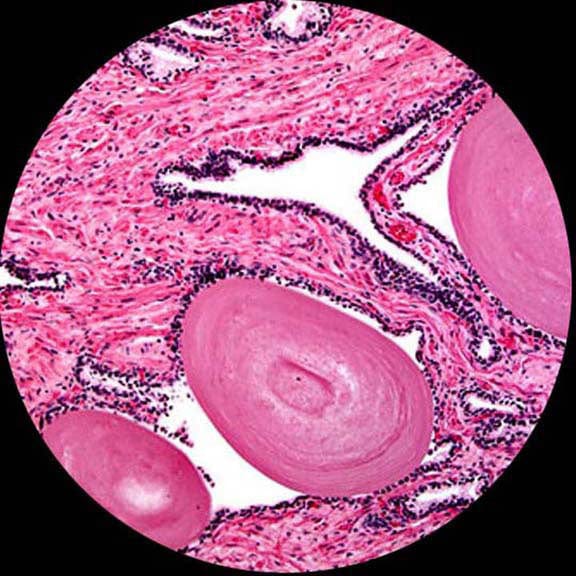 amscope-d120-ms-lehrmikroskop-1000x-dual-tubus-20w image 6