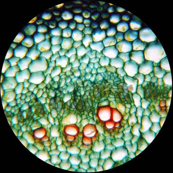 amscope-t390b-hc2-trinokular-mikroskop-2000x-1080p-hdmi image 8