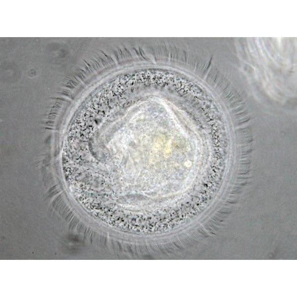 amscope-in300tb-inf-inversmikroskop-800x-trinokular-phasenkontrast image 7