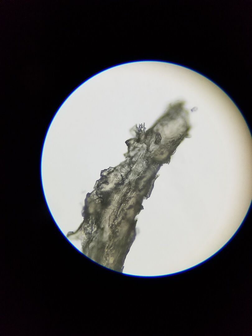 Binokular gut