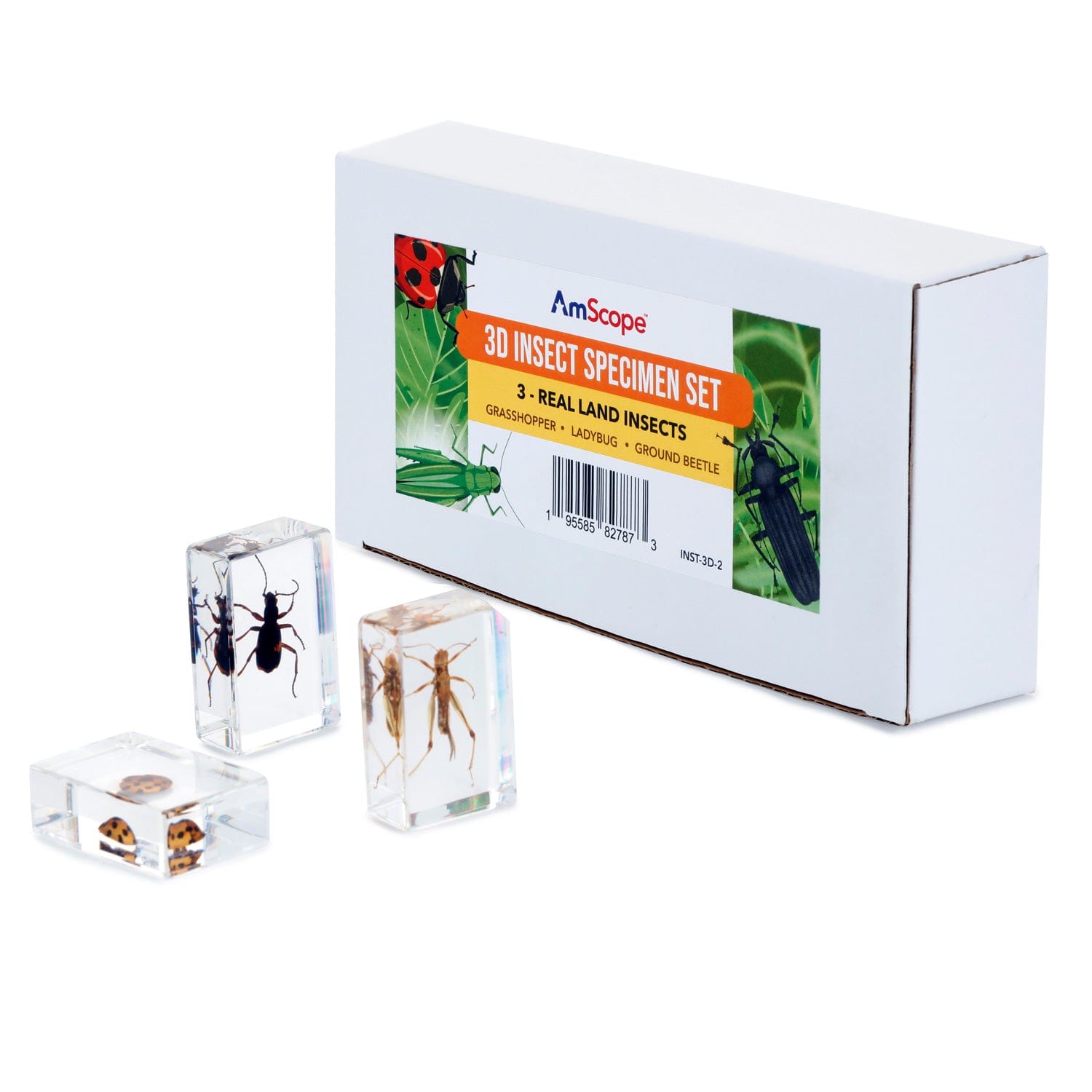 amscope-insekten-pr-parate-set-3-teilig-schmetterling-biene image 1