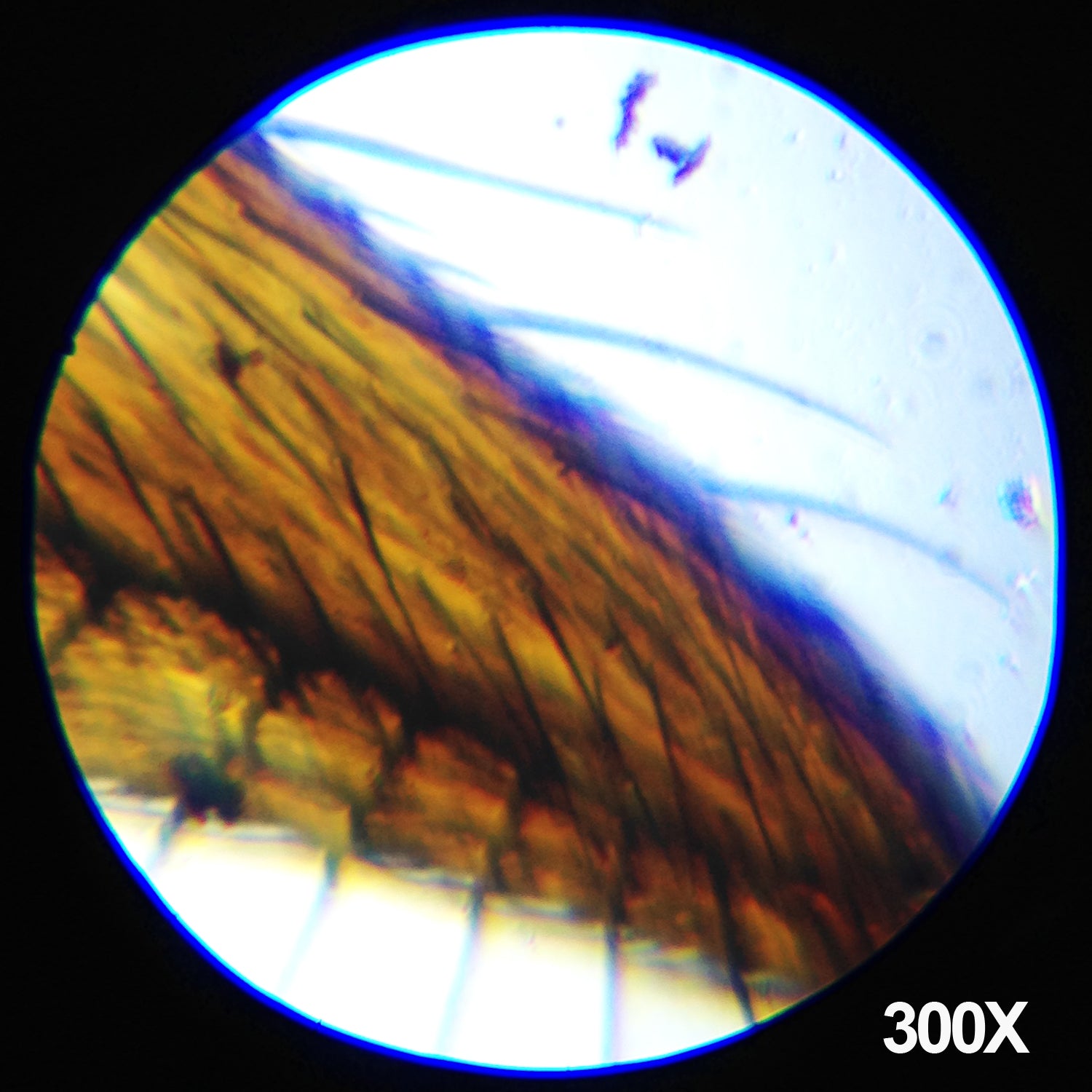 amscope-m30-abs-kt1-compound-mikroskop-1200x-set-led image 8