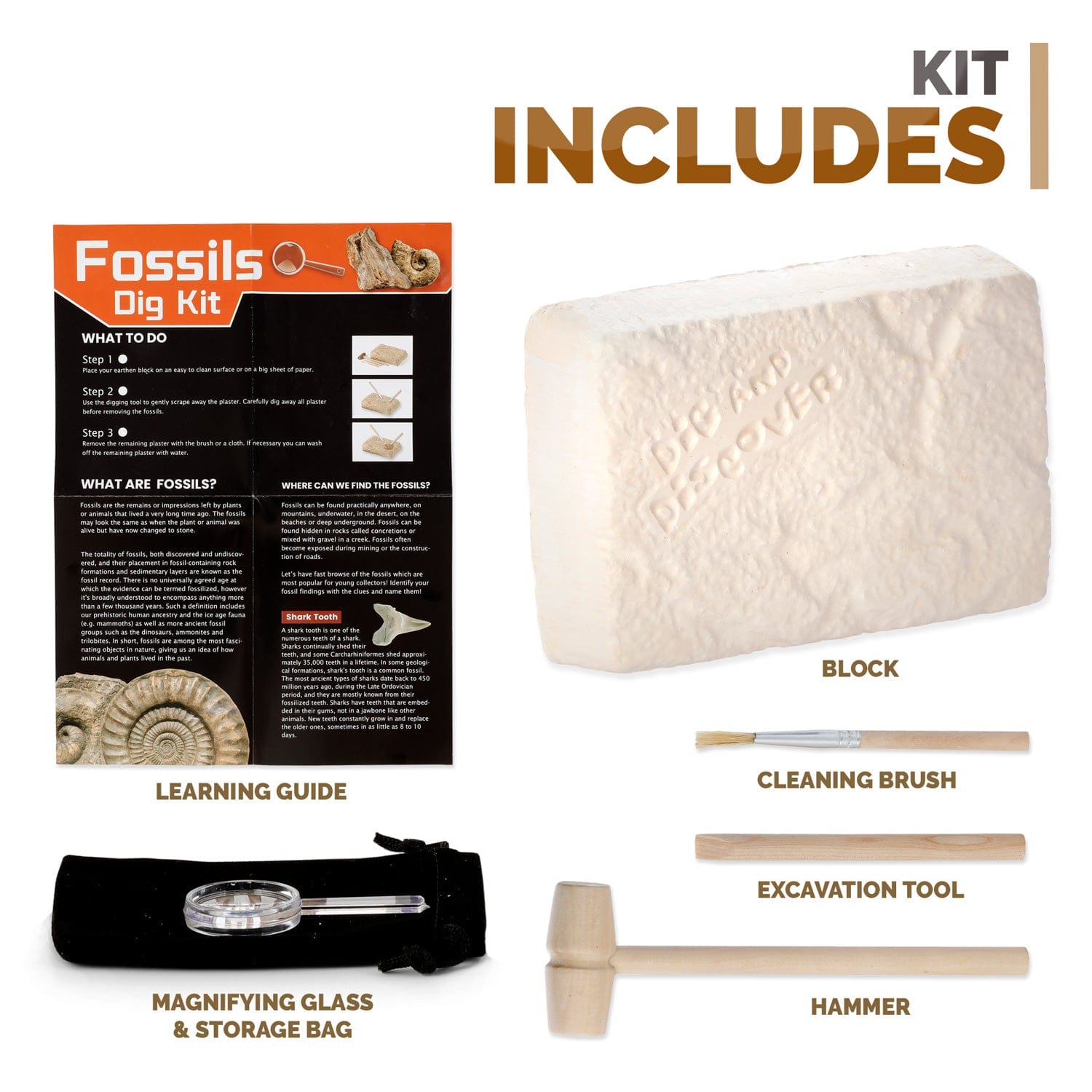 amscope-kt-fdig-fossilien-ausgrabungsset-kinder-arch-ologie image 3
