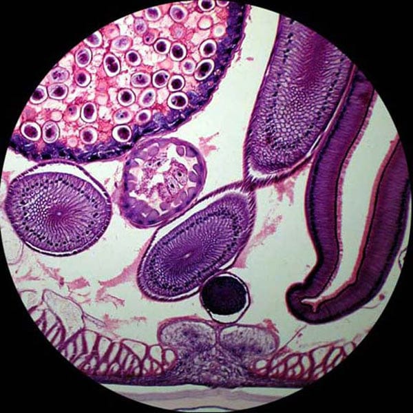 amscope-m400b-ms-mikroskop-monokular-800x-kreuztisch image 3