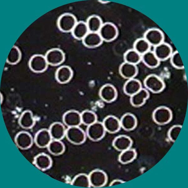 amscope-t490-dk-dunkelfeld-mikroskop-trinokular-40x-1000x image 8