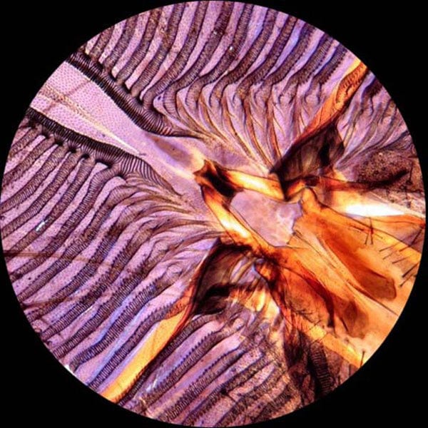 amscope-m600b-monokular-mikroskop-2000x-led-durchlicht image 7