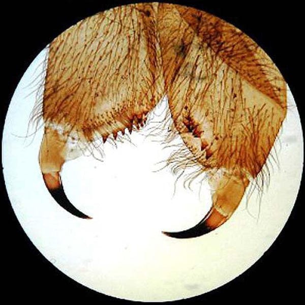 amscope-se306-pz-20x-80x-stereomikroskop-s-ulenstativ image 8