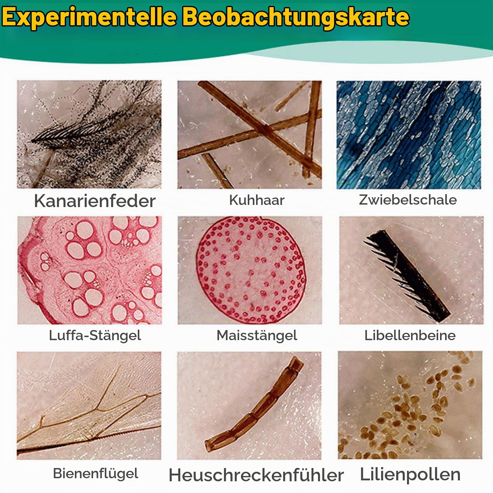 ninyoon-microscope-48-mikroskop-objekttr-ger-kunststoff-kinder image 6