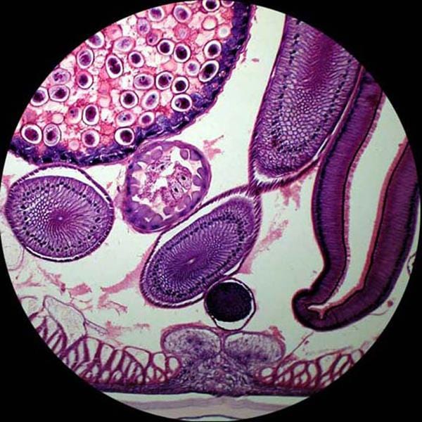 amscope-t360-durchlicht-mikroskop-trinokular-40x-1000x-led image 6